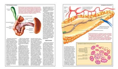 Анатомический атлас. Основы строения и физиологии человека